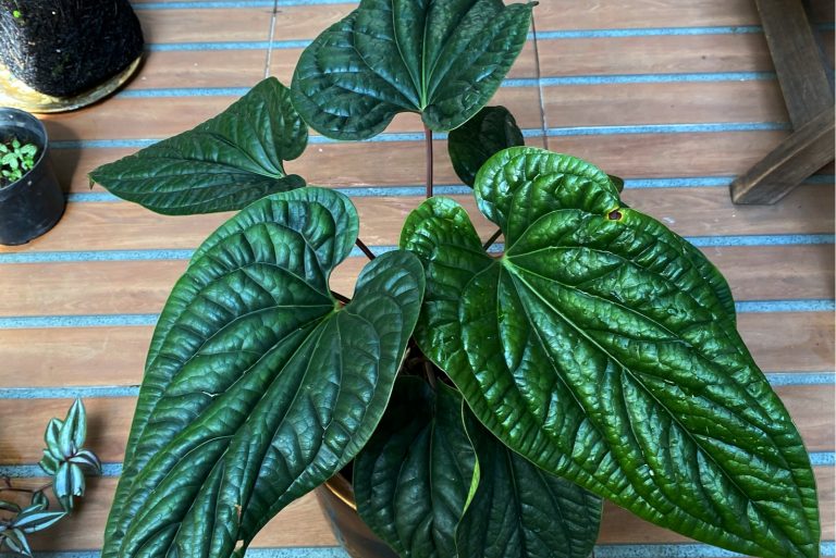 Anthurium Radicans in a pot