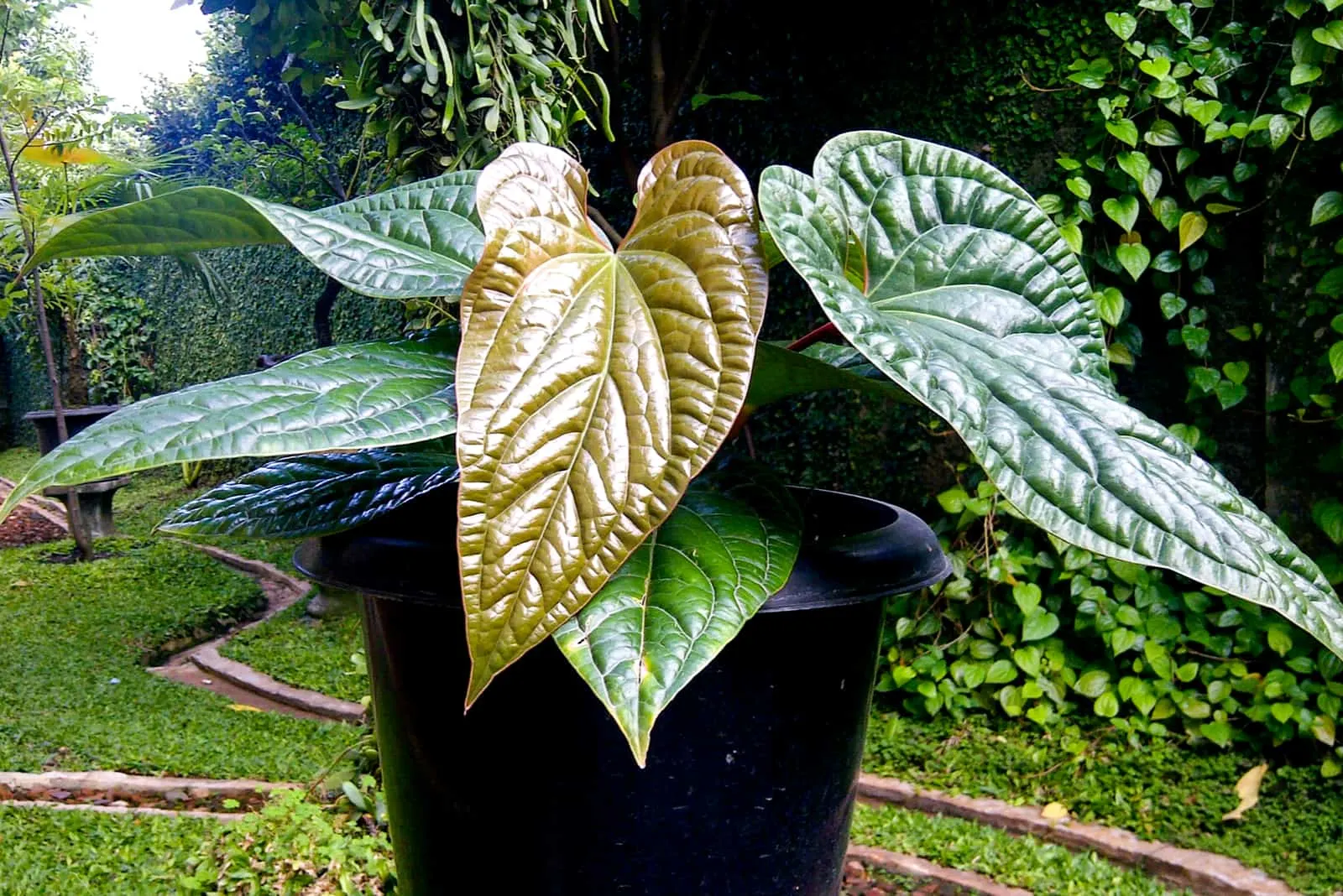 Anthurium Radicans with yellow leaf
