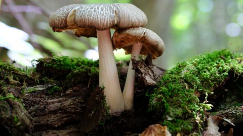 Everglades Hidden Heroes The Decomposers You Need To Know - h6vl99o