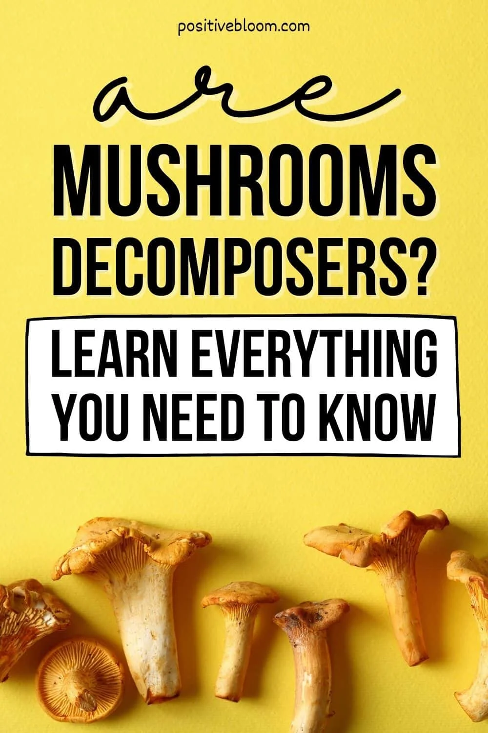 Are Mushrooms Decomposers Learn Everything You Need To Know Pinterest