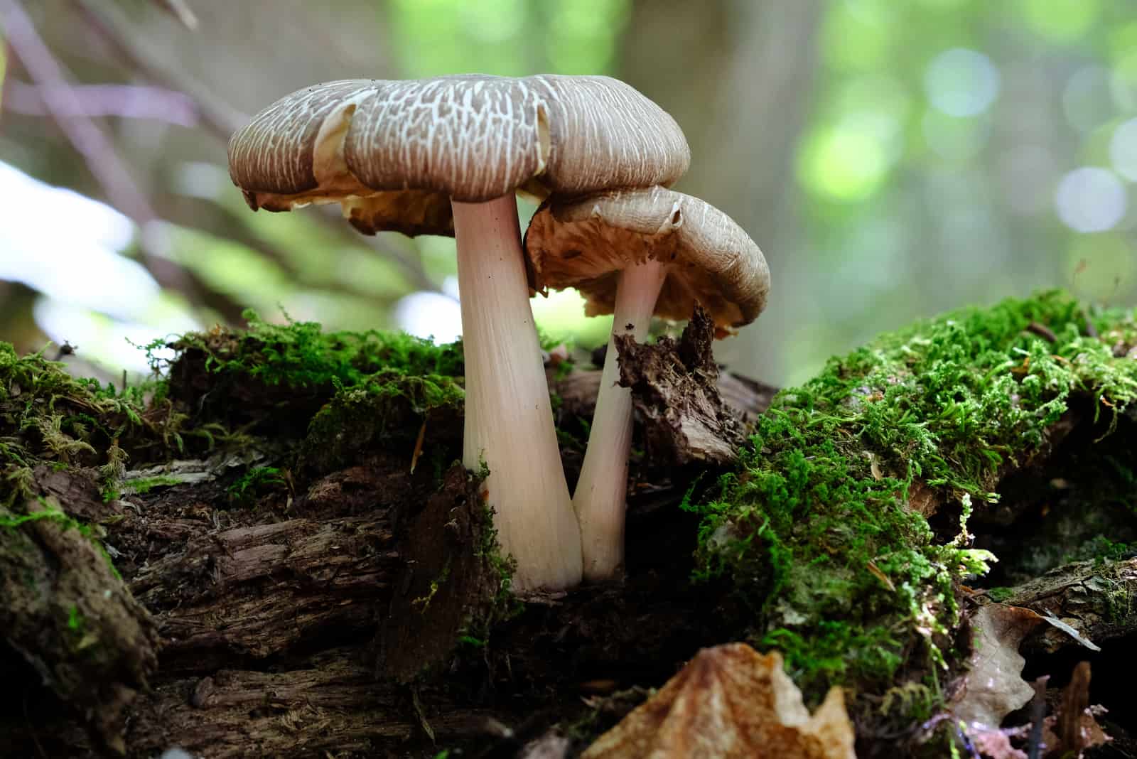 Are Mushrooms Decomposers? Learn Everything You Need To Know