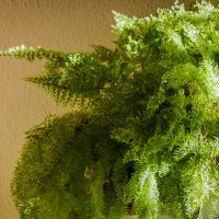 photo of asparagus fern