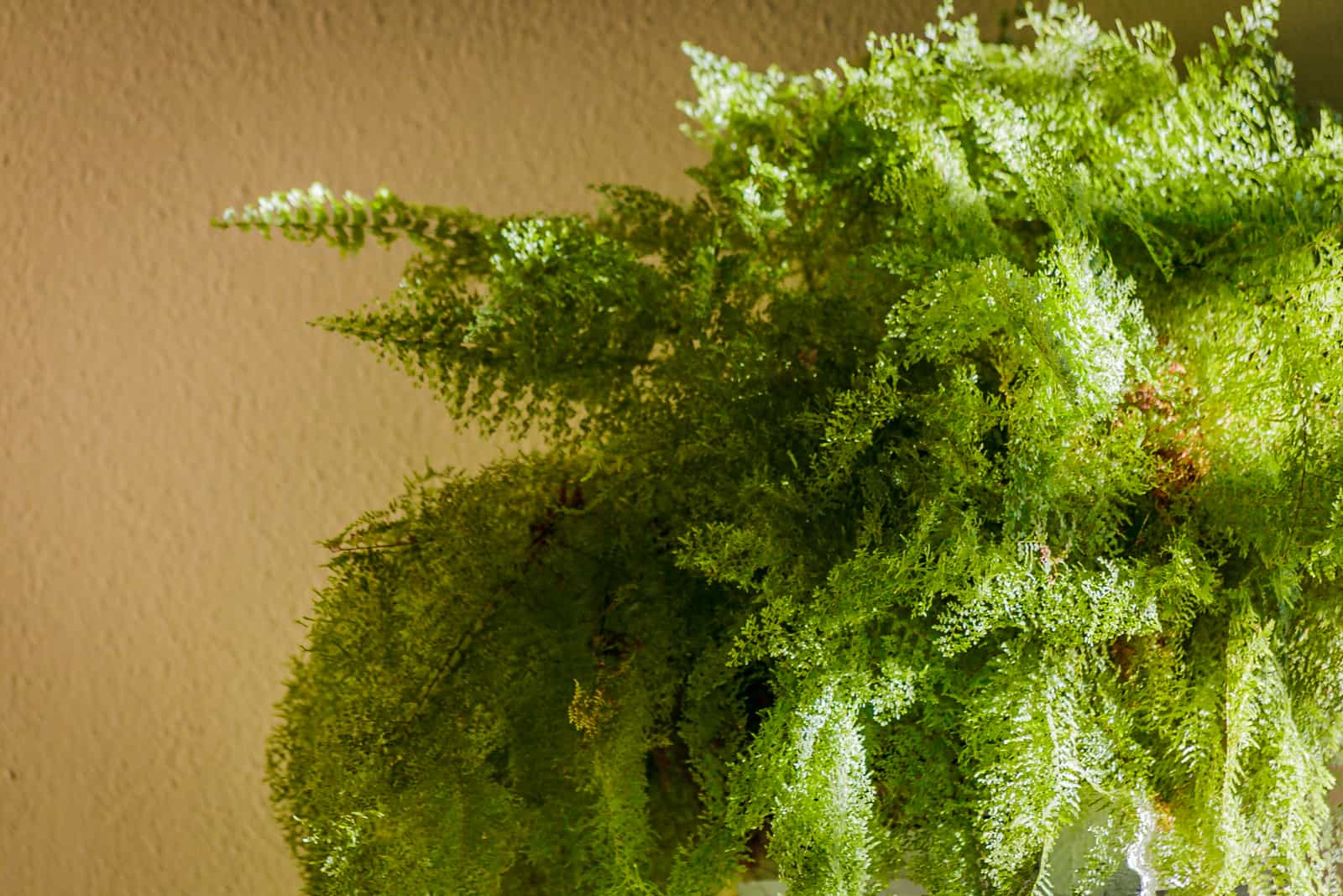 Asparagus Fern Turning Yellow: 5 Common Problems And Solutions