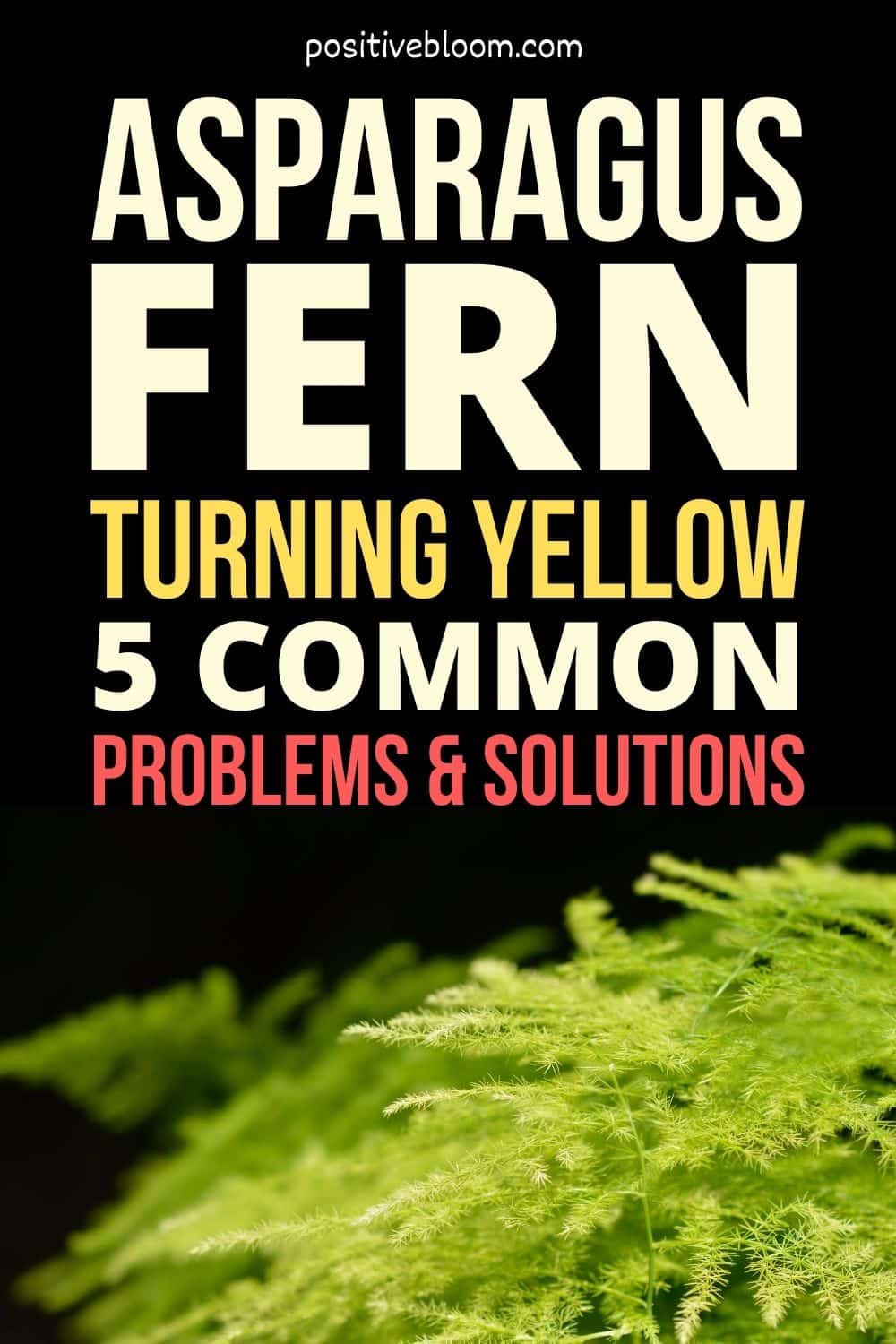 Asparagus Fern Turning Yellow 5 Common Problems & Solutions