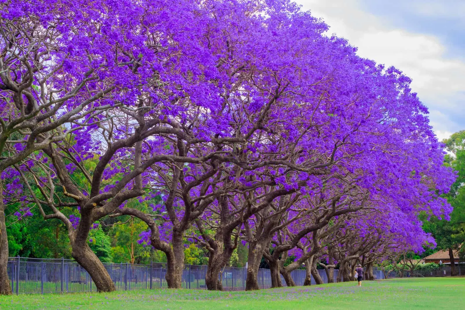 Beautiful Jacaranda Tree trees