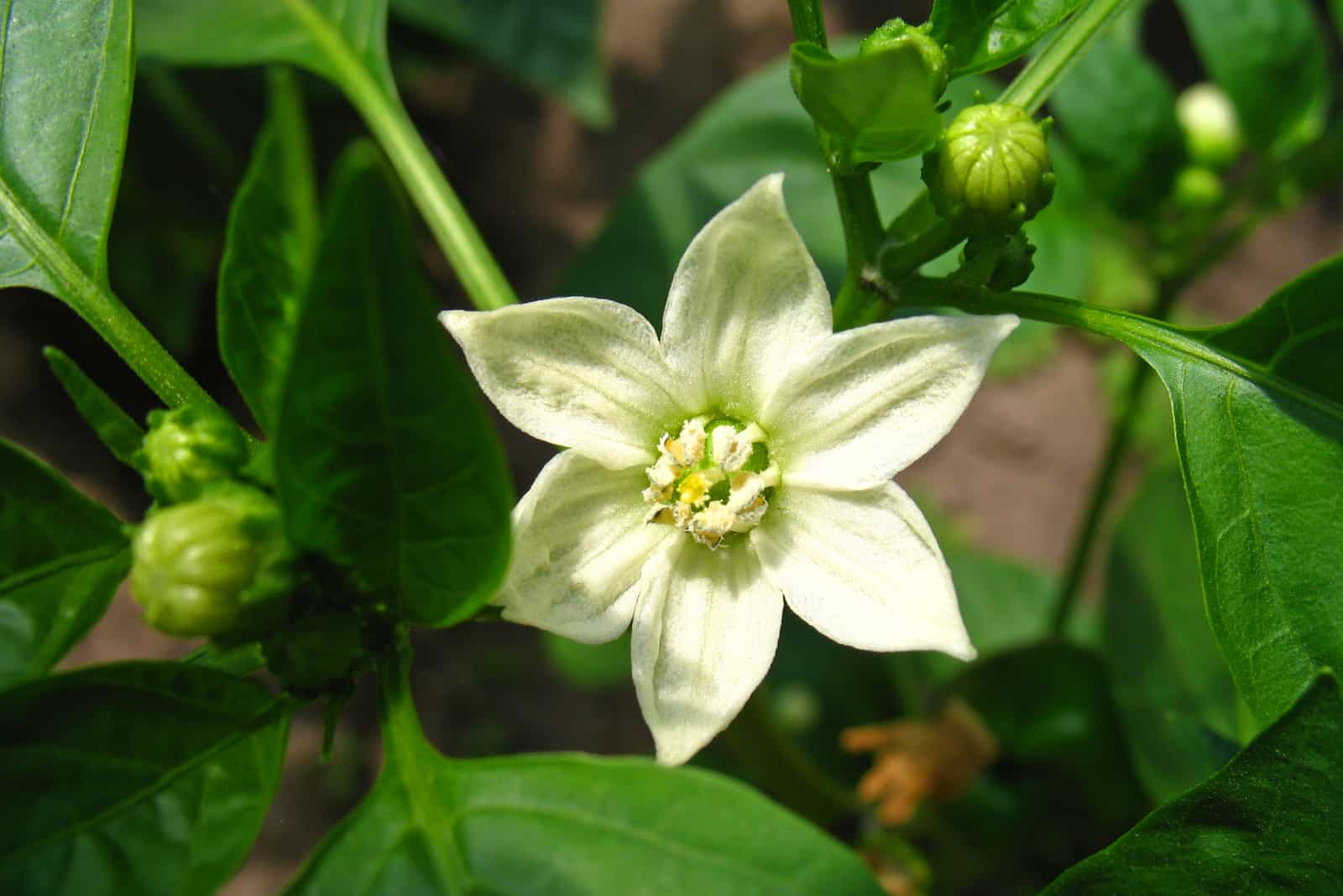 Beautiful white flower of sweet pepper