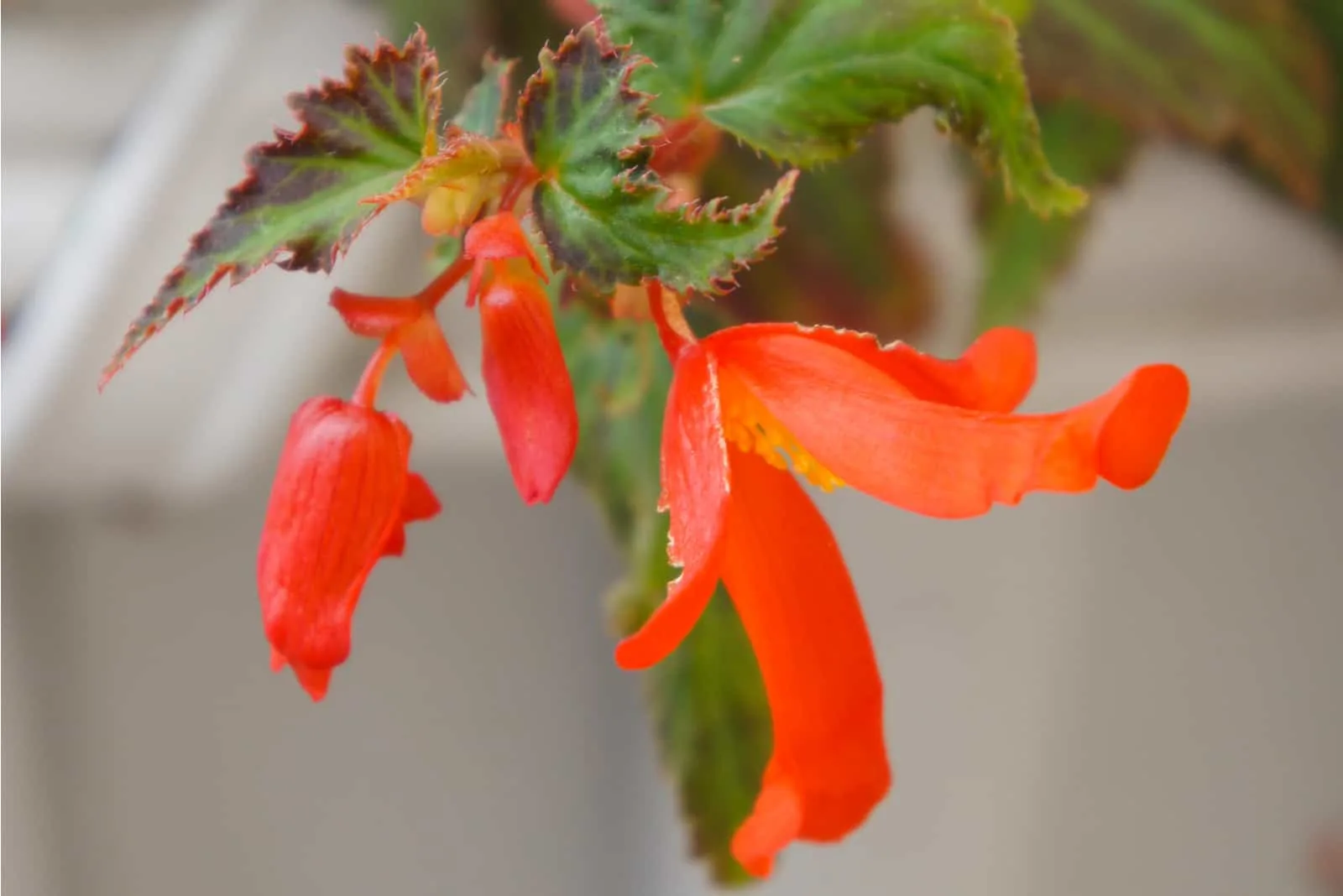 Begonia red flower