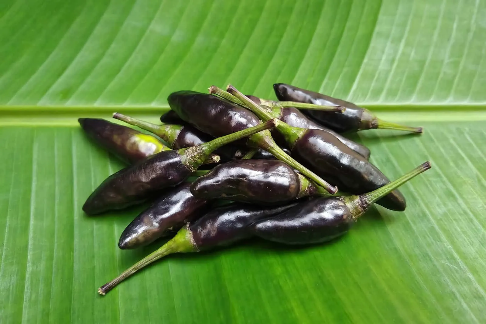 Black Hungarian Peppers on leaf