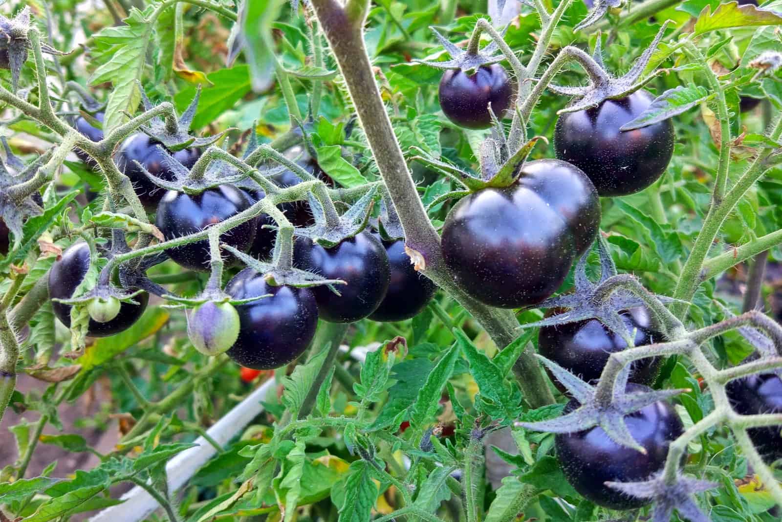 Black tomatoes on a branch in the garden