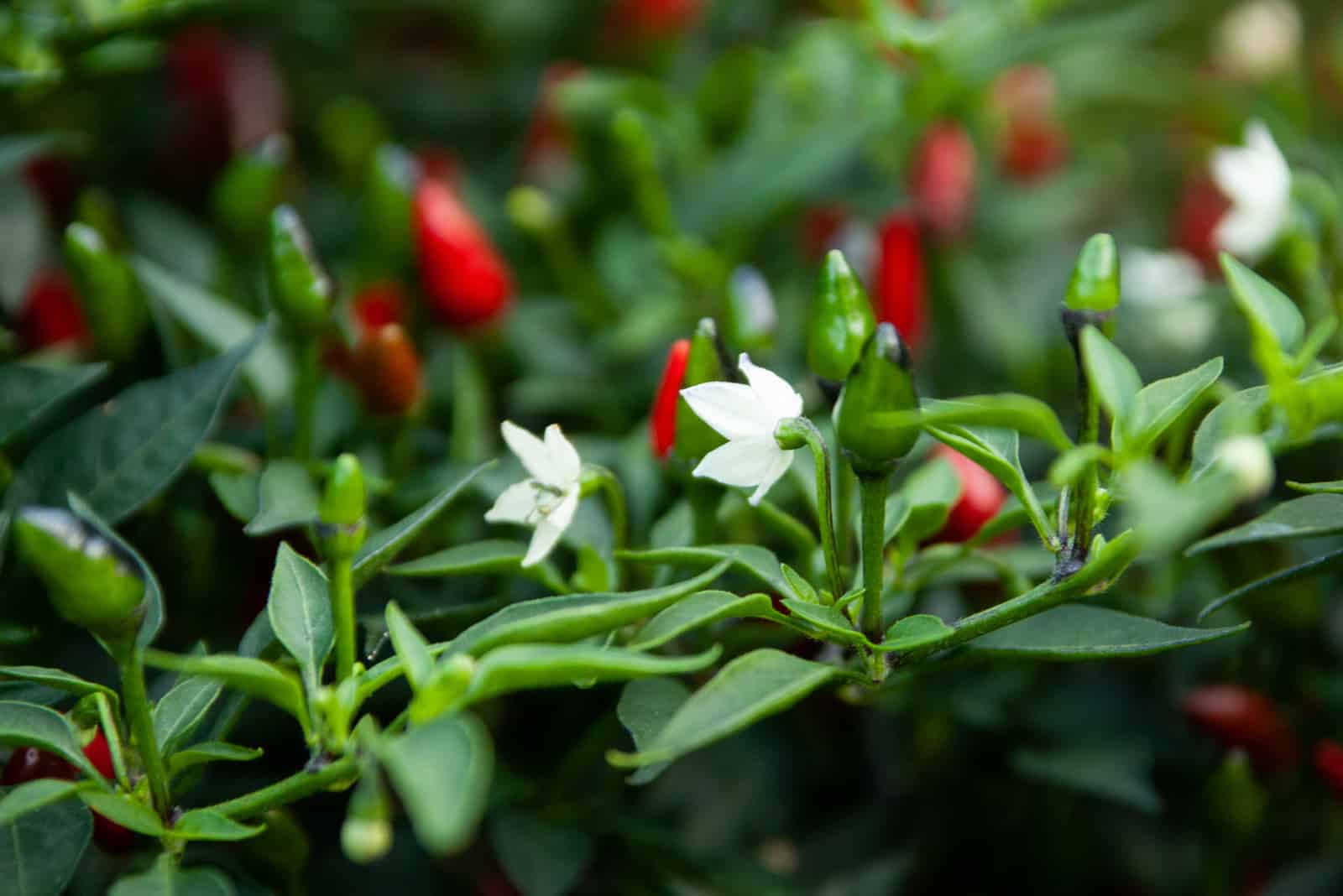 Blooming Chilli Plant in a Garden