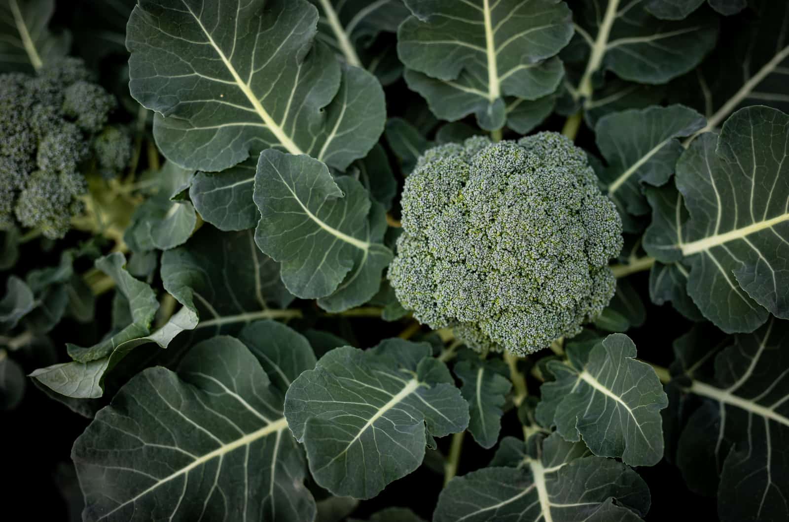 Broccoli growing in garden