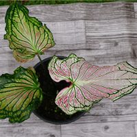 caladium thai beauty