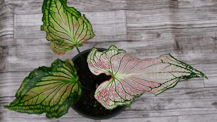 Caladium Thai Beauty: Growing And Caring For It