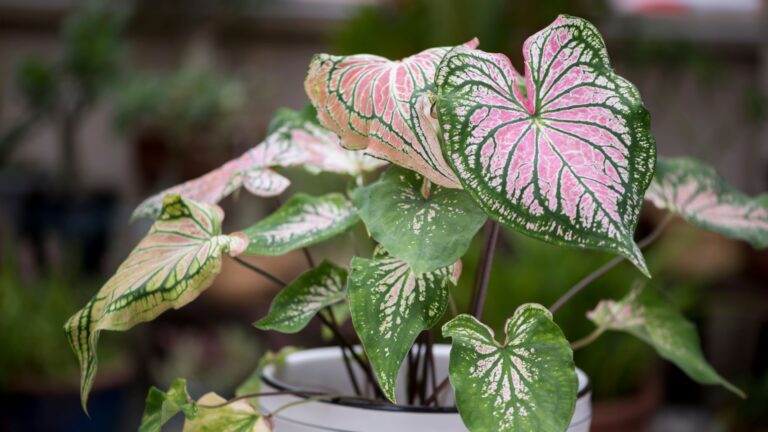 Caladium Thai Beauty