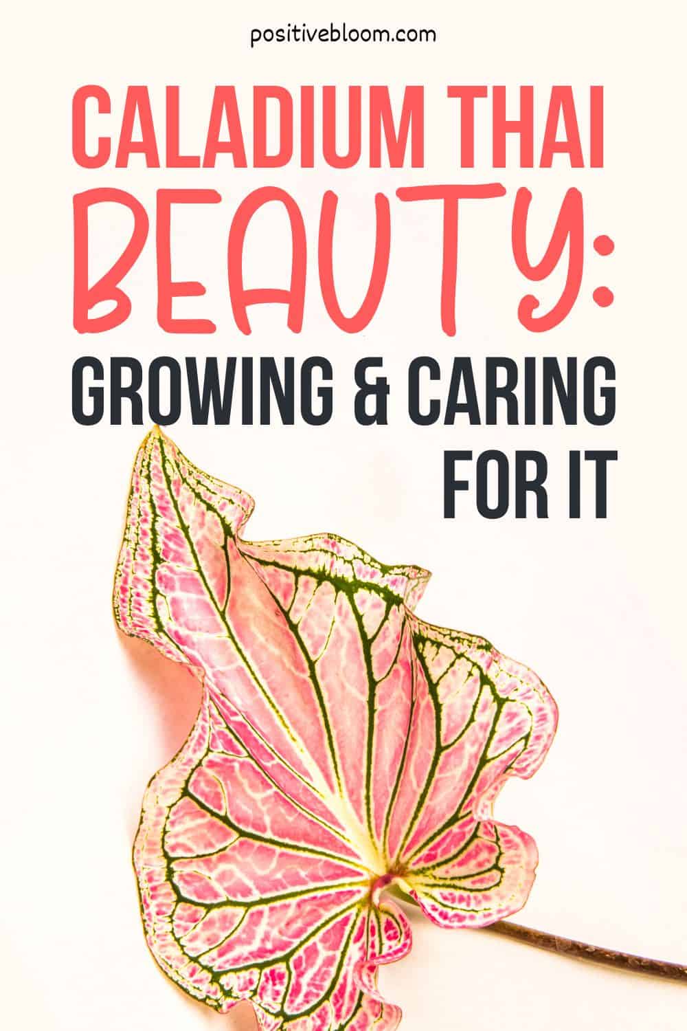 Caladium Thai Beauty Growing And Caring For It Pinterest 