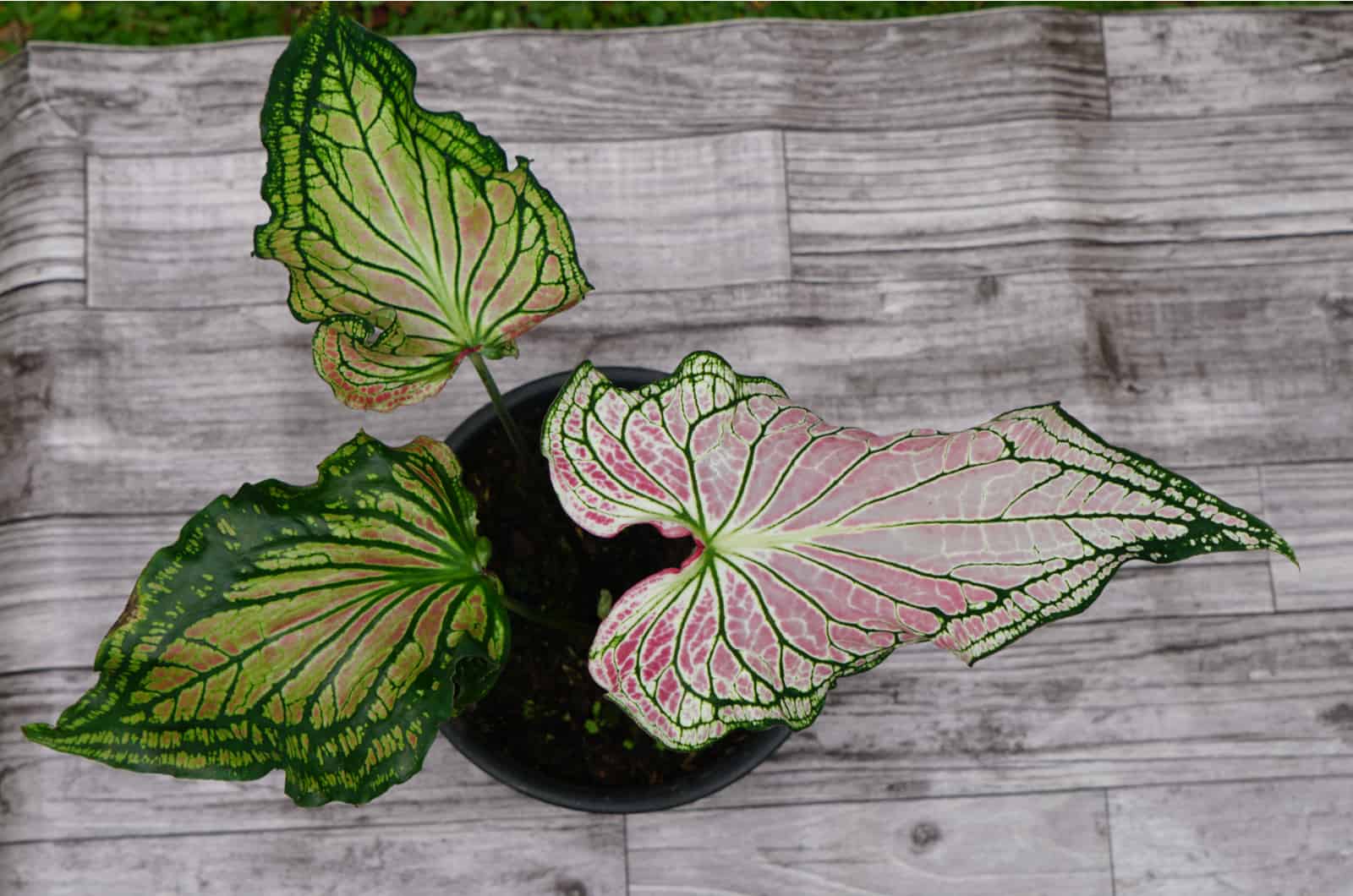 Caladium Thai Beauty: Growing And Caring For It