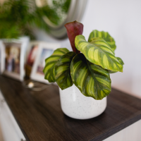 Calathea Fasciata on a wooden base in a pot