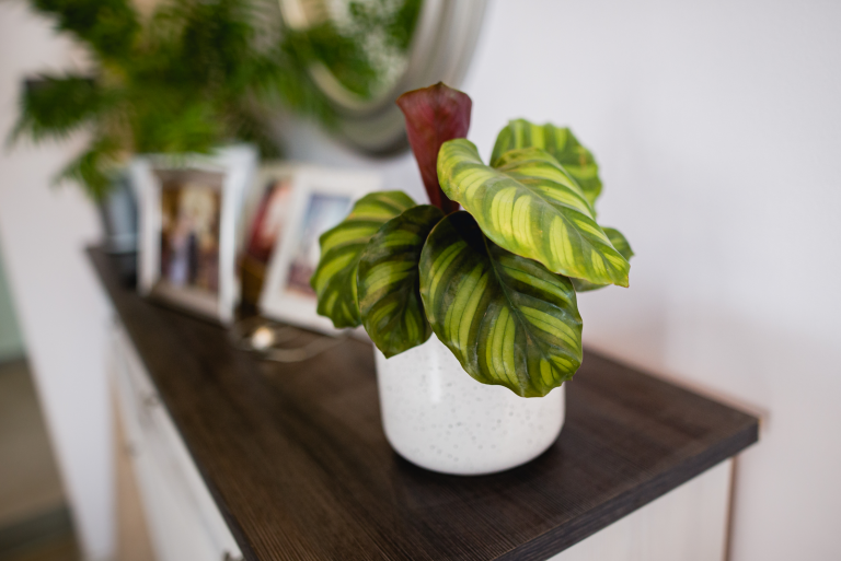 Calathea Fasciata on a wooden base in a pot