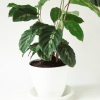 beautiful Calathea in a white pot