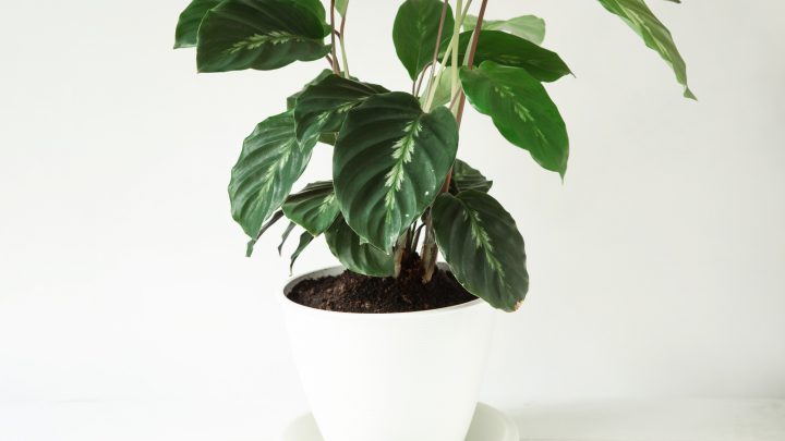 Calathea Maui Queen: Features, Care & Common Issues