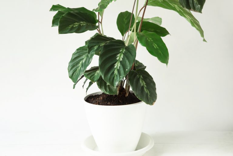 beautiful Calathea in a white pot