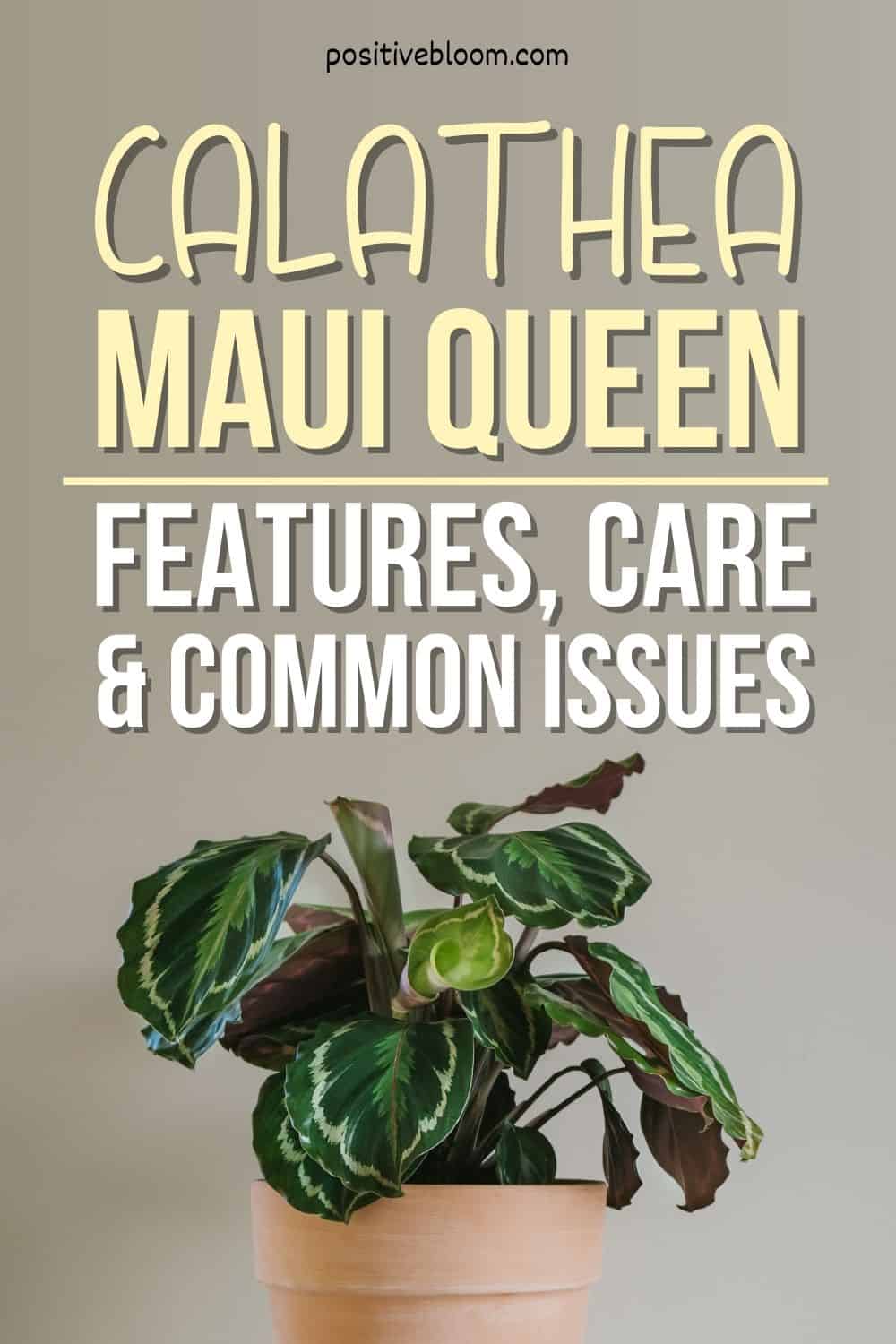 Calathea Maui Queen Features, Care & Common Issues Pinterest