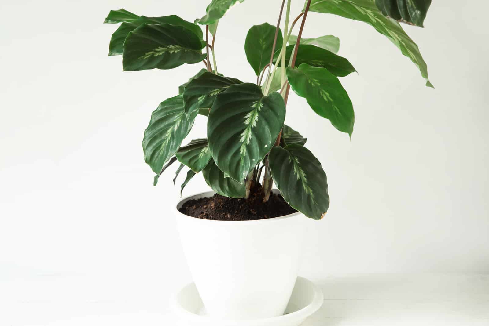 Calathea Maui Queen: Features, Care & Common Issues