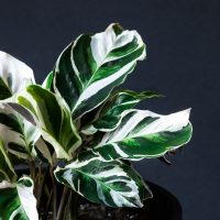 calathea white fusion