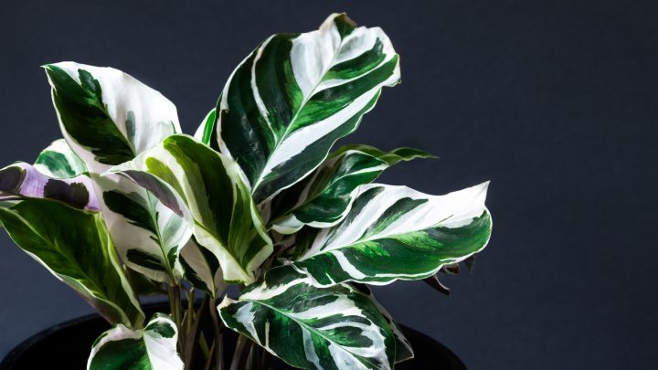 Calathea White Fusion: Features, Care, And Common Problems
