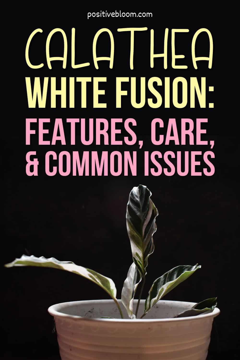 Calathea White Fusion Features, Care, And Common Problems Pinterest
