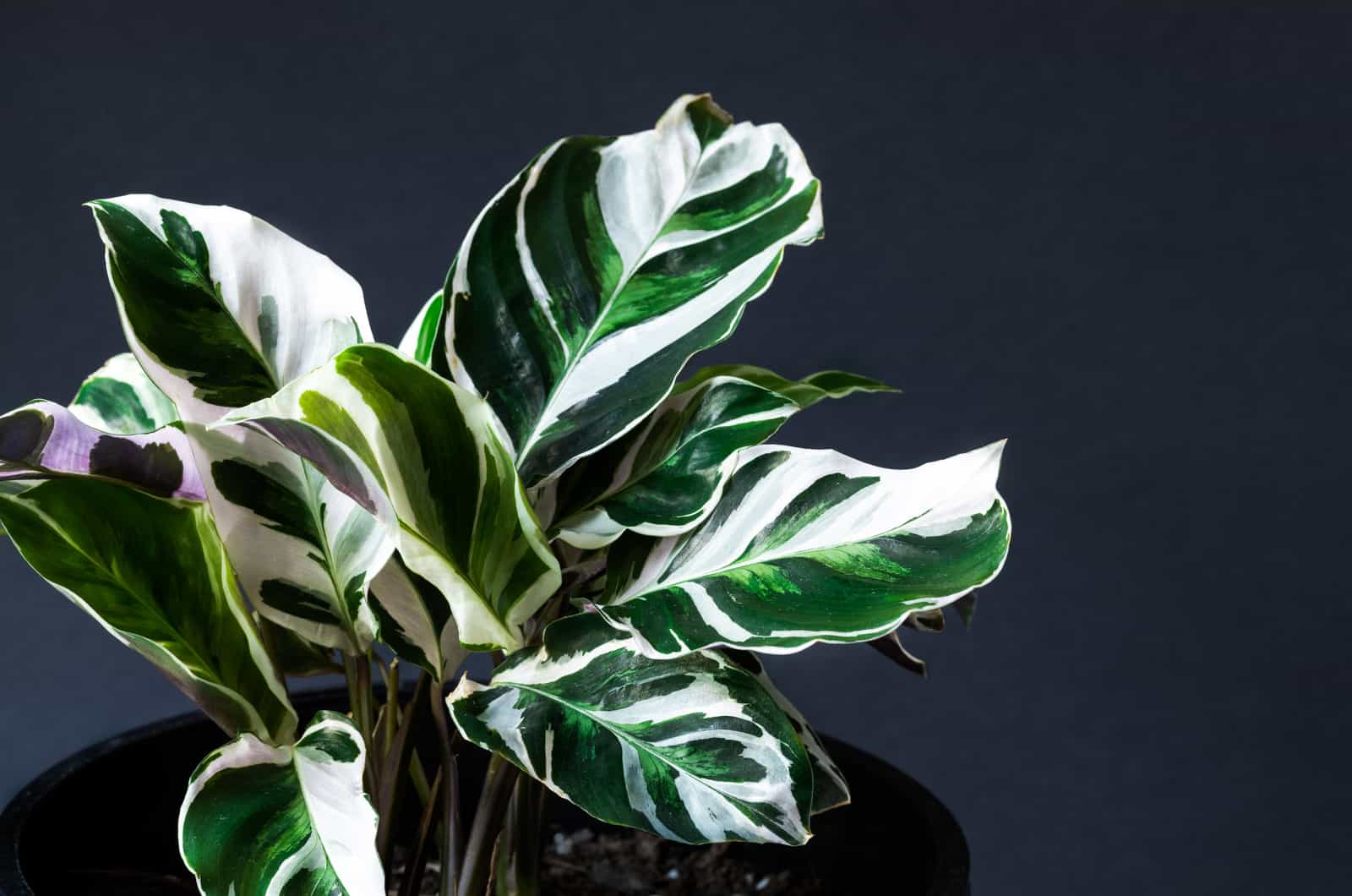 Calathea White Fusion: Features, Care, And Common Problems