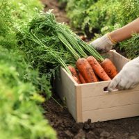 woman picking carrots