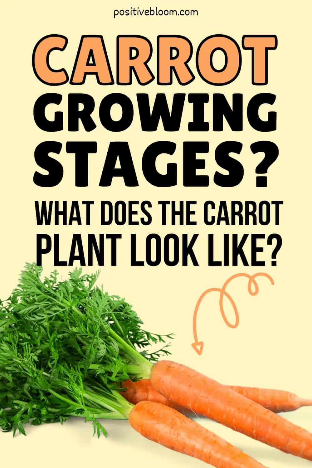 Carrot Growth Stages What Does The Carrot Plant Look Like Pinterest