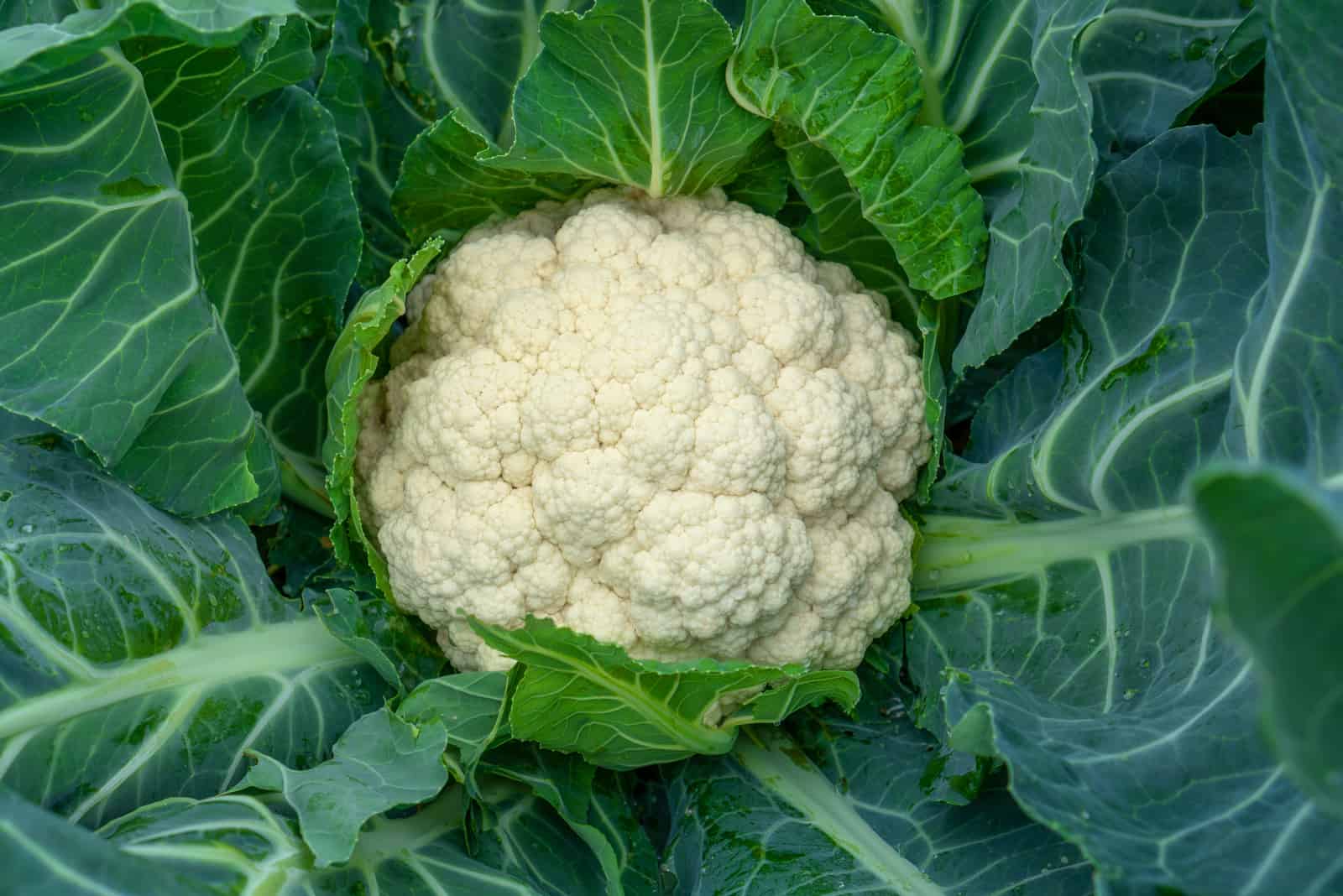 Cauliflower grows in organic soil in the garden