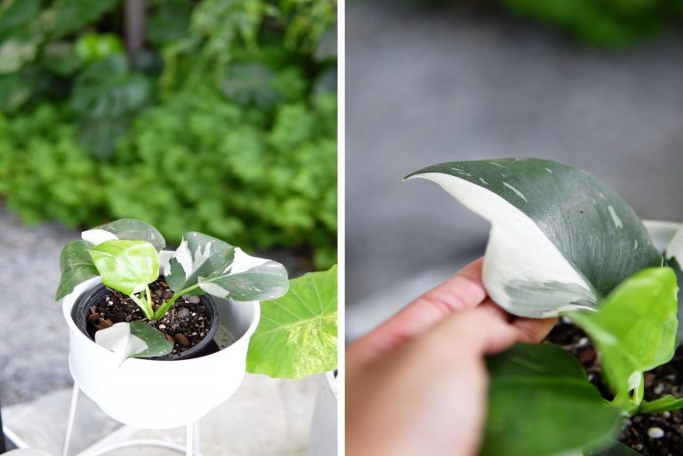 two different Philodendrons