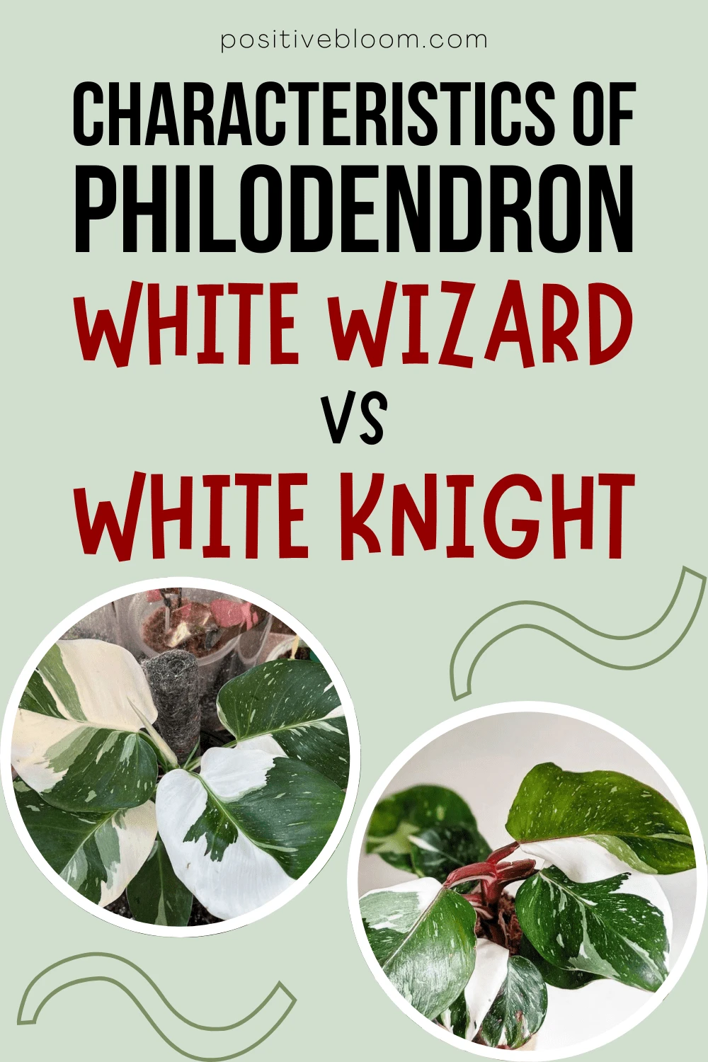 Characteristics Of Philodendron White Wizard vs White Knight
