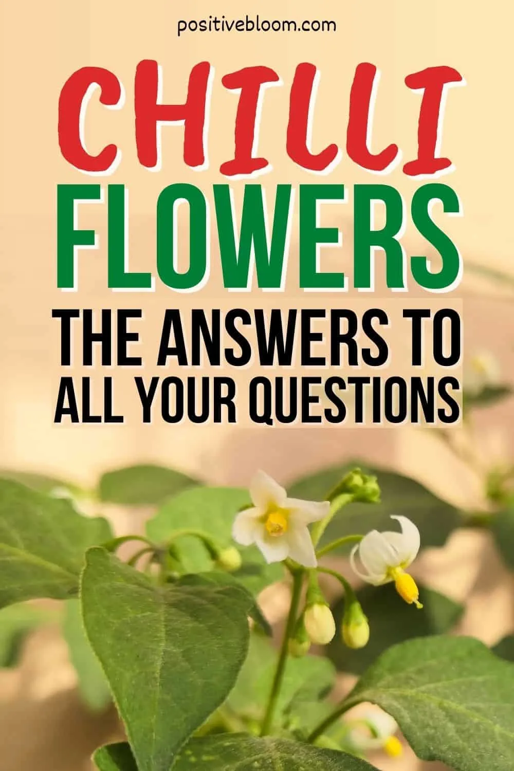 Chilli Flowers The Answers To All Your Questions