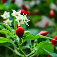 flowers on chilli plant
