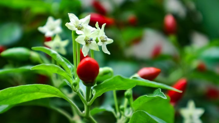 Chilli Flowers: The Answers To All Your Questions