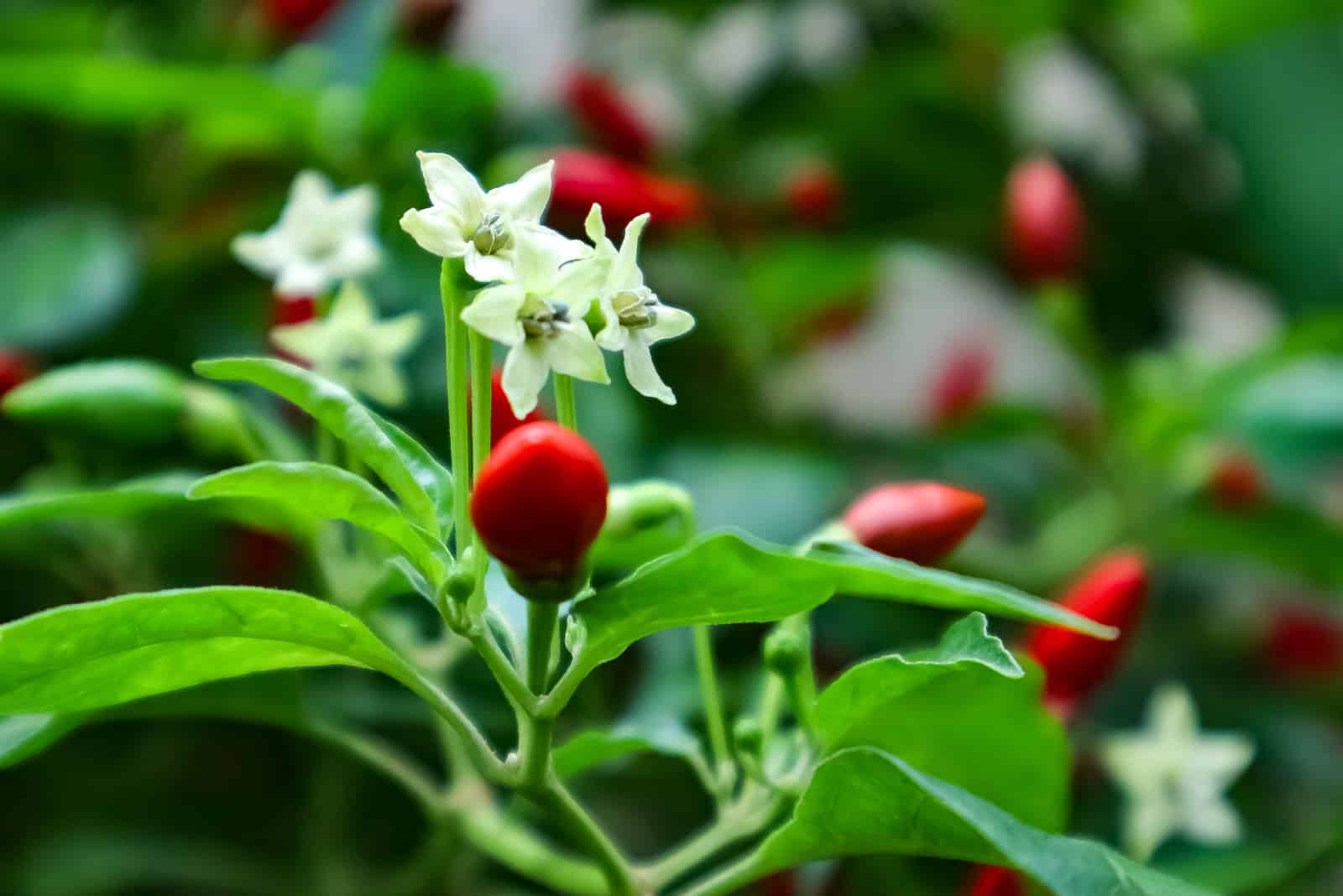 Chilli Flowers: The Answers To All Your Questions