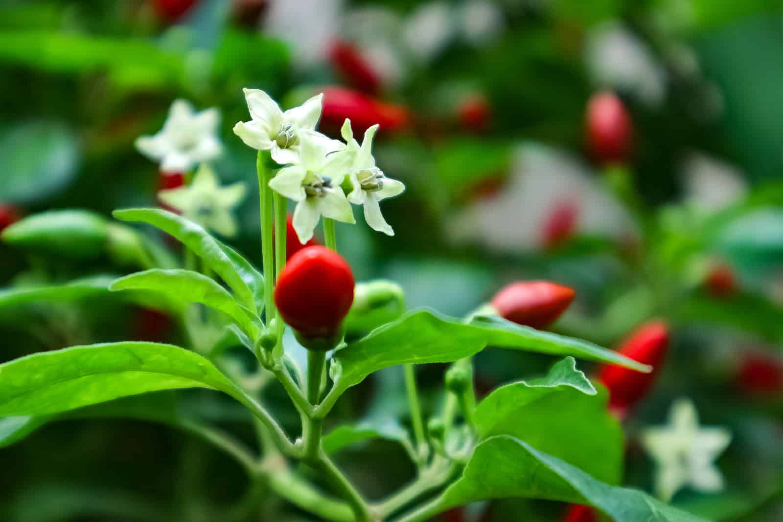 chilli-flowers-the-answers-to-all-your-questions