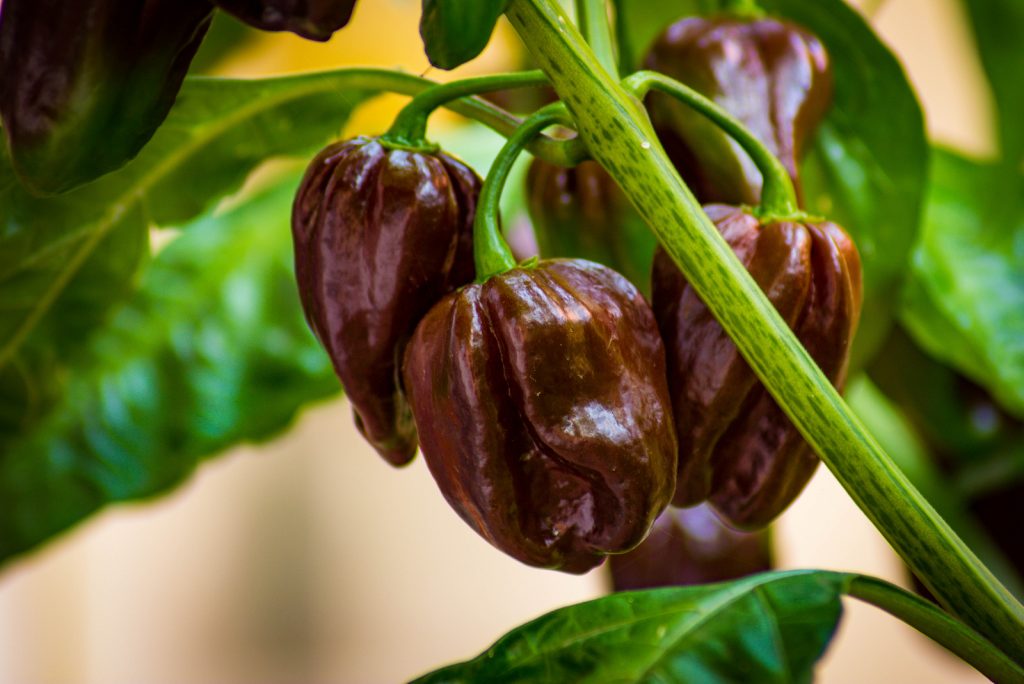 Habanero Pepper Scoville Ratings Starting From The Hottest