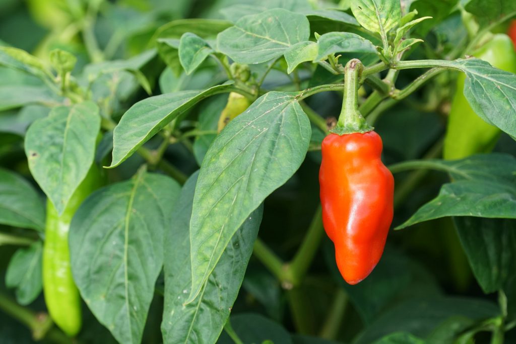 Habanero Pepper Scoville Ratings Starting From The Hottest