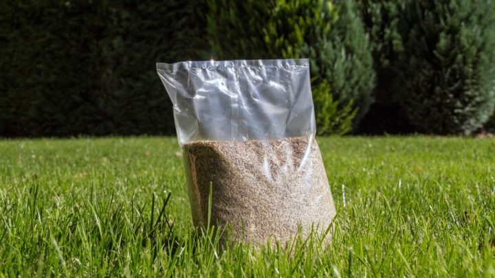 Does Grass Seed Go Bad? Check Out The Answer Here!