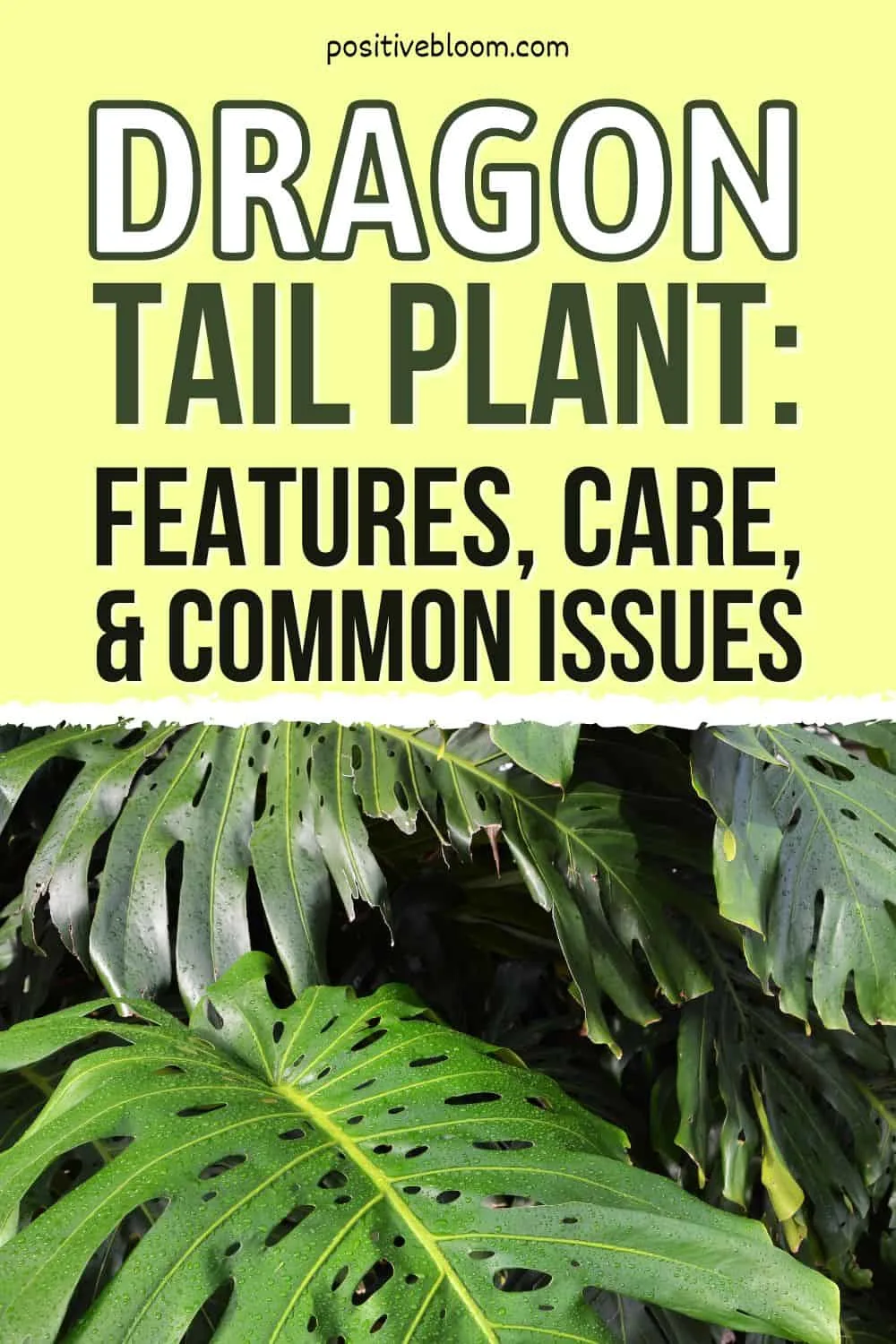 Dragon Tail Plant Care Guide For This Exotic Plant Pinterest