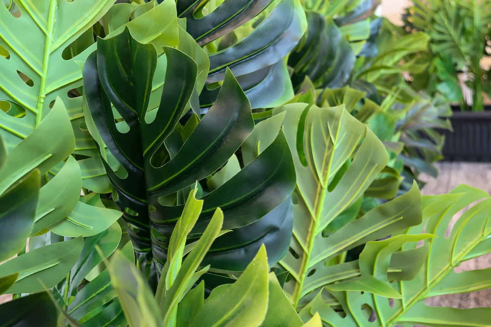 Dragon Tail Plant: Care Guide For This Exotic Plant