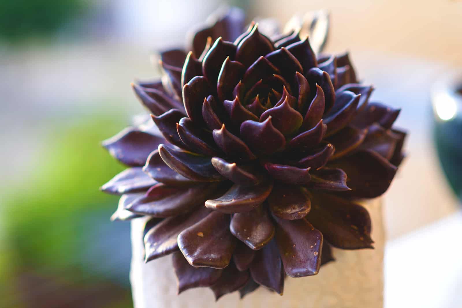 Echeveria ‘Black Prince’ in white pot