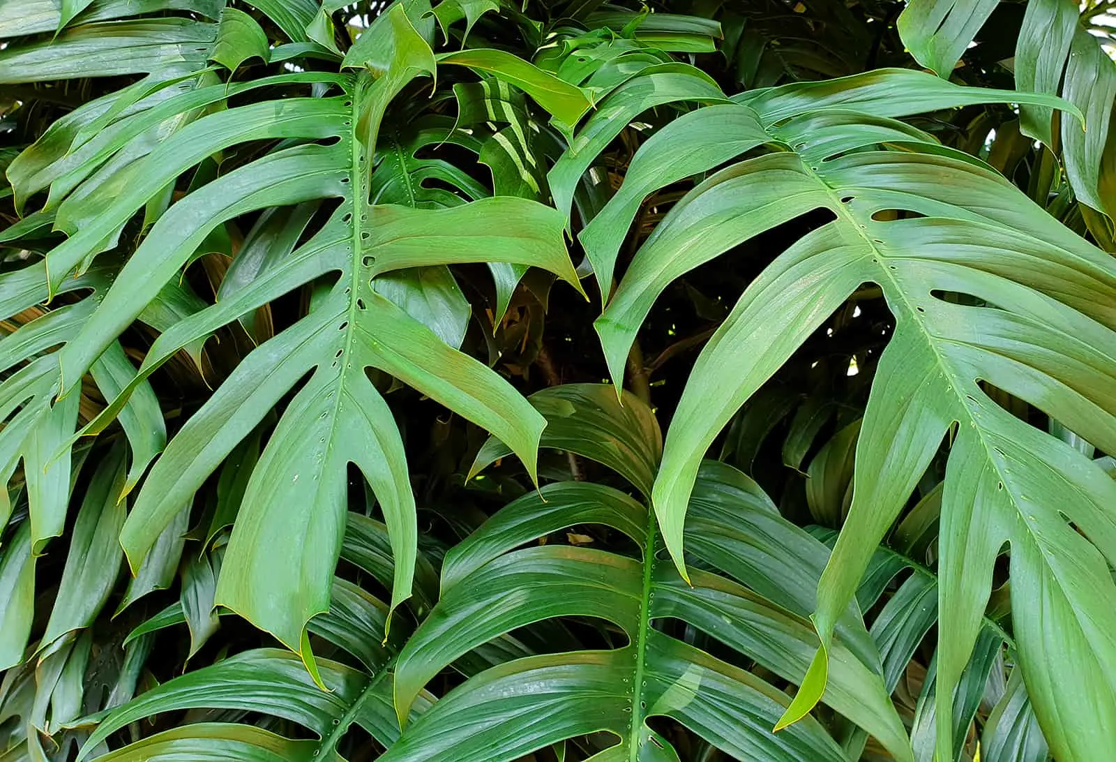Epipremnum pinnatum leaves in garden