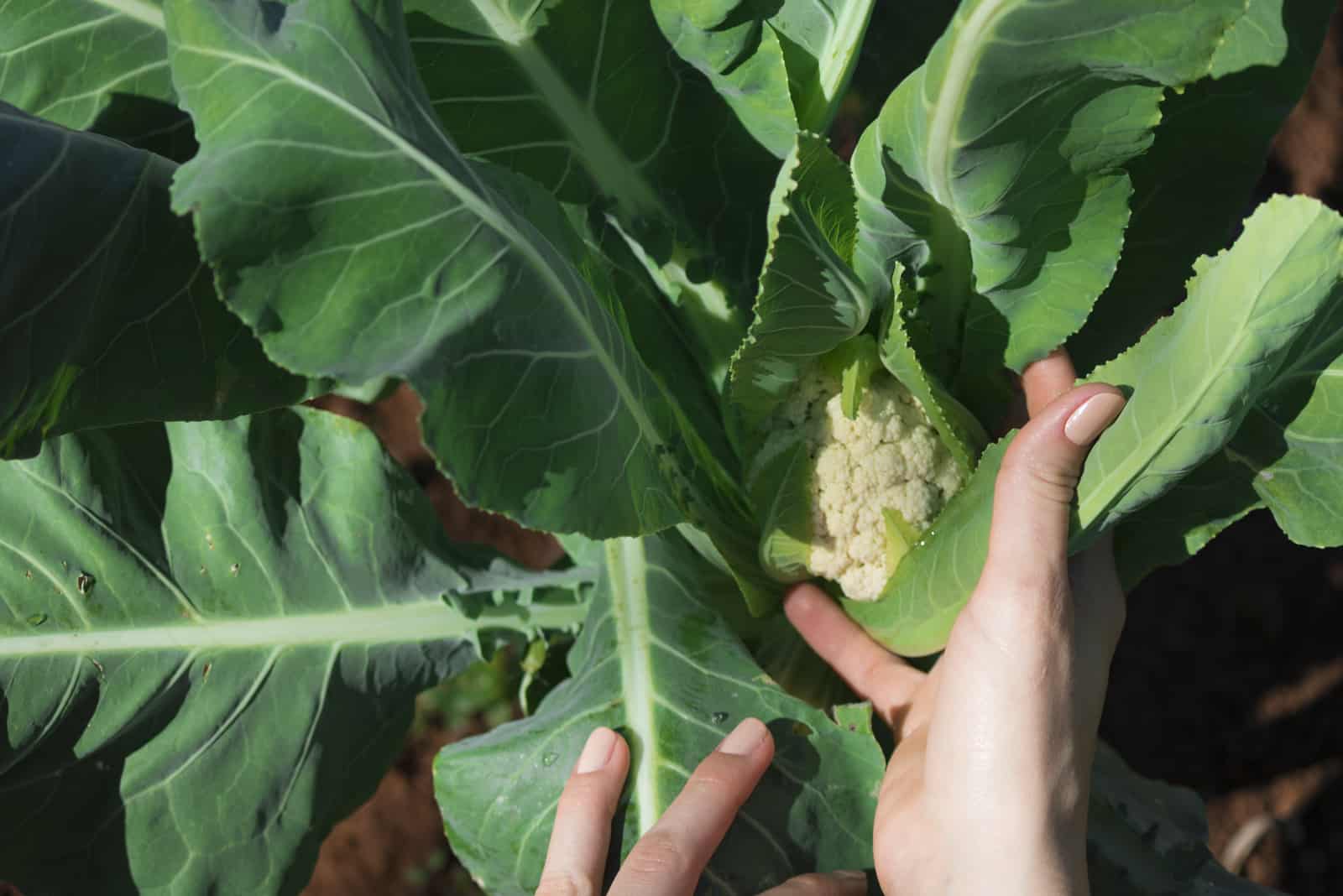 Farmer hand holding young cauliflower plants