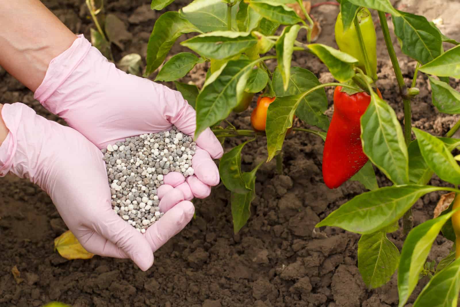 Farmer hands in rubber gloves holds chemical fertilizer to give it to bell pepper bushes